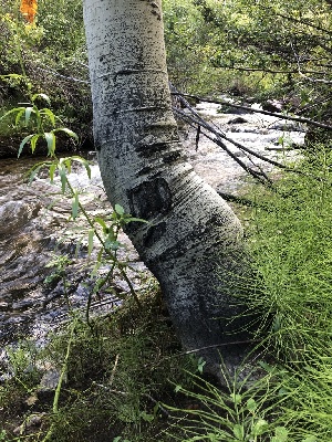  ( - HAY-F-006675)  @11 [ ] by-nc (2023) Dean Lyons Fungal Diversity Survey