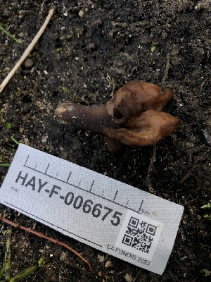  ( - HAY-F-006675)  @11 [ ] by-nc (2023) Dean Lyons Fungal Diversity Survey