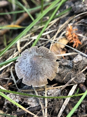  (Mycena sp. IN22 - HAY-F-006673)  @11 [ ] by-nc (2023) Dean Lyons Fungal Diversity Survey