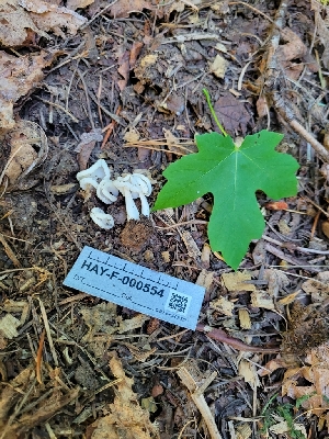  ( - HAY-F-000554)  @11 [ ] by-nc (2023) Harte Singer Fungal Diversity Survey