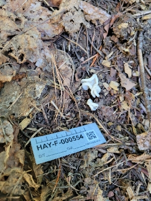  ( - HAY-F-000554)  @11 [ ] by-nc (2023) Harte Singer Fungal Diversity Survey