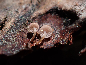  (Strobilurus - HAY-F-003897)  @11 [ ] by-nc (2023) Grace Stark Fungal Diversity Survey