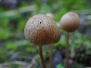  ( - HAY-F-003784)  @11 [ ] by-nc (2023) Grace Stark Fungal Diversity Survey