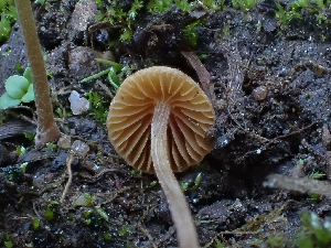  (Conocybe sp. CA20 - HAY-F-003784)  @11 [ ] by-nc (2023) Grace Stark Fungal Diversity Survey