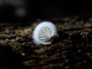  ( - HAY-F-003885)  @11 [ ] by-nc (2023) Grace Stark Fungal Diversity Survey