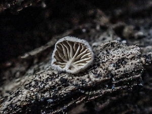 (Clitopilus - HAY-F-003885)  @11 [ ] by-nc (2023) Grace Stark Fungal Diversity Survey