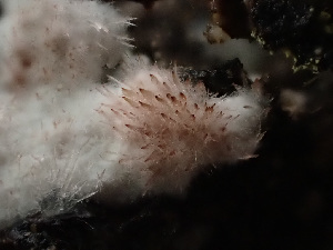  (Pachyphlodes sp. CA01 - HAY-F-003838)  @11 [ ] by-nc (2023) Grace Stark Fungal Diversity Survey