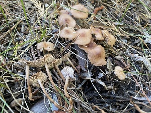  ( - HAY-F-003846)  @11 [ ] by-nc (2023) Grace Stark Fungal Diversity Survey