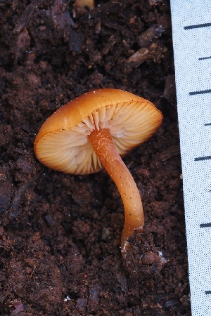  (Rhodophana sp. CA04 - HAY-F-000939)  @11 [ ] by-nc (2023) Warren Cardimona Fungal Diversity Survey