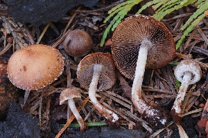  (Psathyrella sp. CA02 - HAY-F-000945)  @11 [ ] by-nc (2023) Warren Cardimona Fungal Diversity Survey