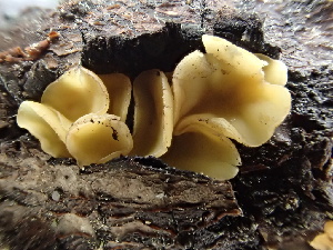  ( - HAY-F-006716)  @11 [ ] by-nc (2023) Dean Lyons Fungal Diversity Survey