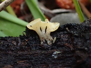  ( - HAY-F-006716)  @11 [ ] by-nc (2023) Dean Lyons Fungal Diversity Survey