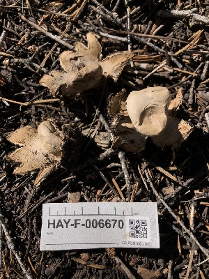  (Geastrum sp. CA02 - HAY-F-006670)  @11 [ ] by-nc (2023) Dean Lyons Fungal Diversity Survey