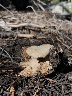  ( - HAY-F-006670)  @11 [ ] by-nc (2023) Dean Lyons Fungal Diversity Survey