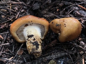  (Cortinarius sp. CA82 - HAY-F-006672)  @11 [ ] by-nc (2023) Dean Lyons Fungal Diversity Survey