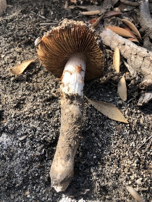  (Cortinarius sp. trivialis-CA01 - HAY-F-006602)  @11 [ ] by-nc (2023) Dean Lyons Fungal Diversity Survey