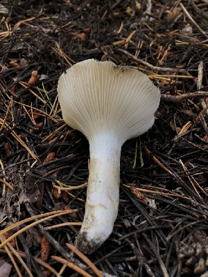  ( - HAY-F-006605)  @11 [ ] by-nc (2023) Dean Lyons Fungal Diversity Survey