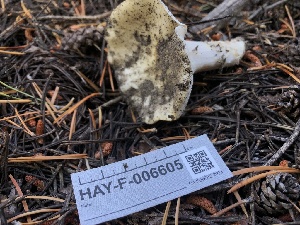  ( - HAY-F-006605)  @11 [ ] by-nc (2023) Dean Lyons Fungal Diversity Survey