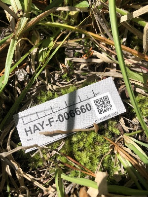  ( - HAY-F-006660)  @11 [ ] by-nc (2023) Dean Lyons Fungal Diversity Survey