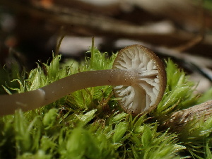  ( - HAY-F-006660)  @11 [ ] by-nc (2023) Dean Lyons Fungal Diversity Survey