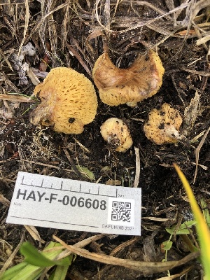  ( - HAY-F-006608)  @11 [ ] by-nc (2023) Dean Lyons Fungal Diversity Survey