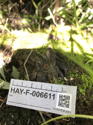  ( - HAY-F-006611)  @11 [ ] by-nc (2023) Dean Lyons Fungal Diversity Survey