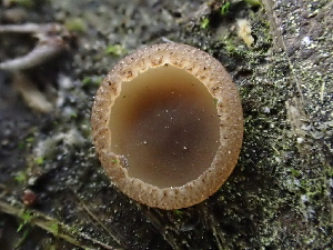  ( - HAY-F-006611)  @11 [ ] by-nc (2023) Dean Lyons Fungal Diversity Survey