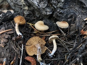  ( - HAY-F-006615)  @11 [ ] by-nc (2023) Dean Lyons Fungal Diversity Survey