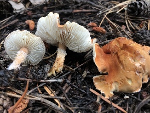  ( - HAY-F-006658)  @11 [ ] by-nc (2023) Dean Lyons Fungal Diversity Survey