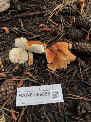  ( - HAY-F-006658)  @11 [ ] by-nc (2023) Dean Lyons Fungal Diversity Survey