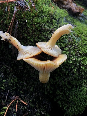  ( - HAY-F-006620)  @11 [ ] by-nc (2023) Dean Lyons Fungal Diversity Survey