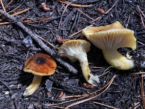  ( - HAY-F-006620)  @11 [ ] by-nc (2023) Dean Lyons Fungal Diversity Survey