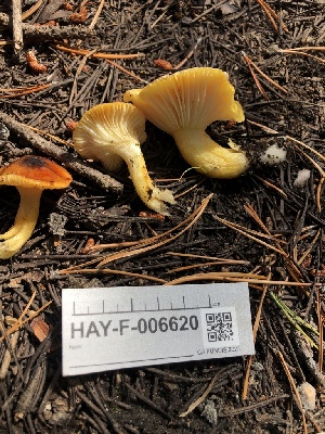  ( - HAY-F-006620)  @11 [ ] by-nc (2023) Dean Lyons Fungal Diversity Survey