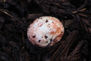  ( - HAY-F-004962)  @11 [ ] by-nc (2023) Warren Cardimona Fungal Diversity Survey