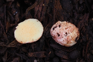  ( - HAY-F-004962)  @11 [ ] by-nc (2023) Warren Cardimona Fungal Diversity Survey