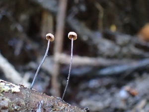  ( - HAY-F-003646)  @11 [ ] by-nc (2023) Sadie Hickey Fungal Diversity Survey