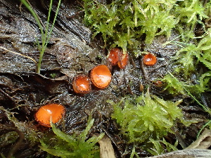  ( - HAY-F-006653)  @11 [ ] by-nc (2023) Dean Lyons Fungal Diversity Survey