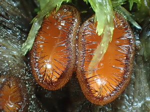  ( - HAY-F-006653)  @11 [ ] by-nc (2023) Dean Lyons Fungal Diversity Survey