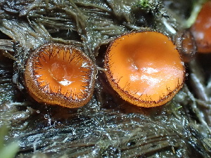  ( - HAY-F-006653)  @11 [ ] by-nc (2023) Dean Lyons Fungal Diversity Survey