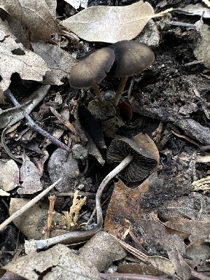  ( - HAY-F-005754)  @11 [ ] c (2023) Rudy Diaz Fungal Diversity Survey