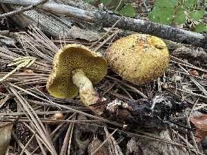  ( - HAY-F-005761)  @11 [ ] c (2023) Rudy Diaz Fungal Diversity Survey