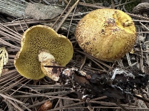  ( - HAY-F-005761)  @11 [ ] c (2023) Rudy Diaz Fungal Diversity Survey