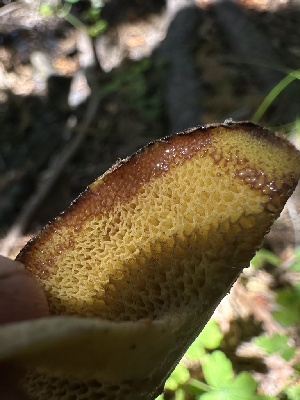  ( - HAY-F-005761)  @11 [ ] c (2023) Rudy Diaz Fungal Diversity Survey