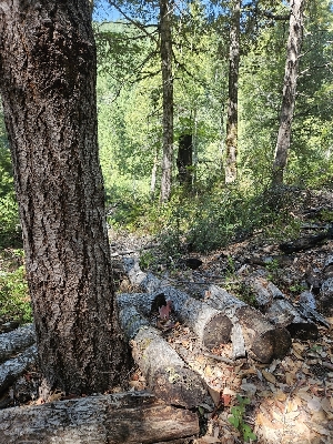  ( - HAY-F-006340)  @11 [ ] by (2023) Mandy Hackney Fungal Diversity Survey