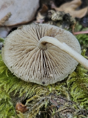  ( - HAY-F-006367)  @11 [ ] by (2023) Mandy Hackney Fungal Diversity Survey