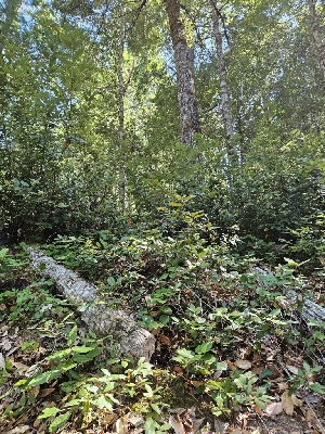  ( - HAY-F-006367)  @11 [ ] by (2023) Mandy Hackney Fungal Diversity Survey