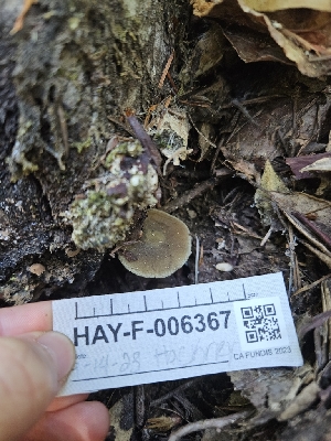  ( - HAY-F-006367)  @11 [ ] by (2023) Mandy Hackney Fungal Diversity Survey