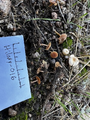  (Tubaria sp. furfuracea-CA01 - HAY-F-005472)  @11 [ ] by-nc (2023) Aaron Tupac Fungal Diversity Survey