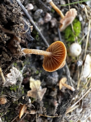  ( - HAY-F-005472)  @11 [ ] by-nc (2023) Aaron Tupac Fungal Diversity Survey