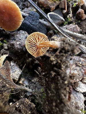  ( - HAY-F-005472)  @11 [ ] by-nc (2023) Aaron Tupac Fungal Diversity Survey